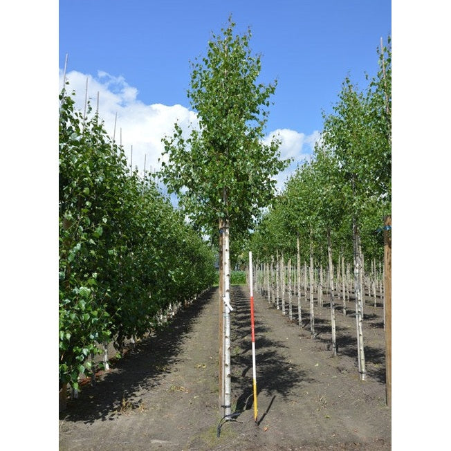 Vårtbjörk - Betula pendula 'Zwitsers Glorie' 12-14  HS,