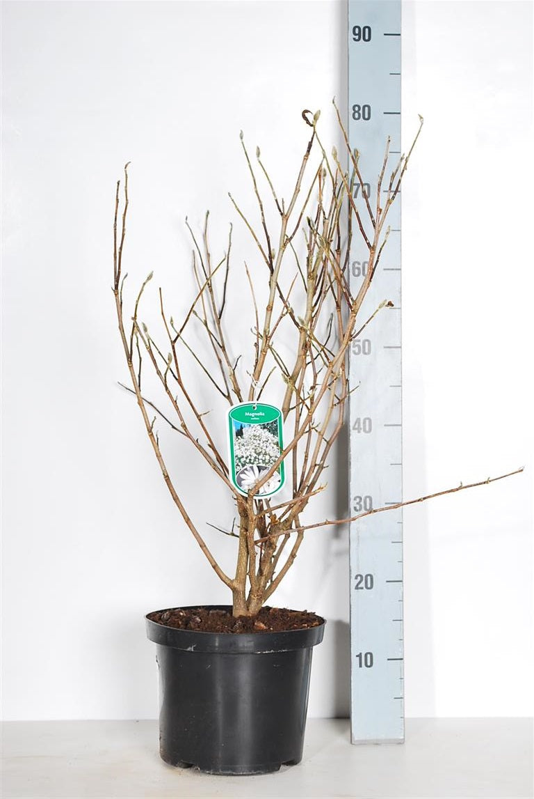 Magnolia stellata - C5/P23 50-60 CM