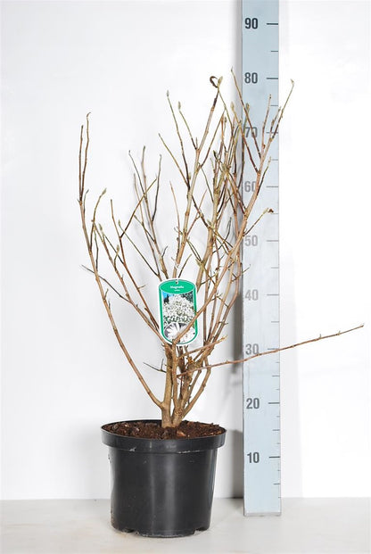 Magnolia stellata C5 (5 liters kruka) / 23 cm kruka 60-80 cm