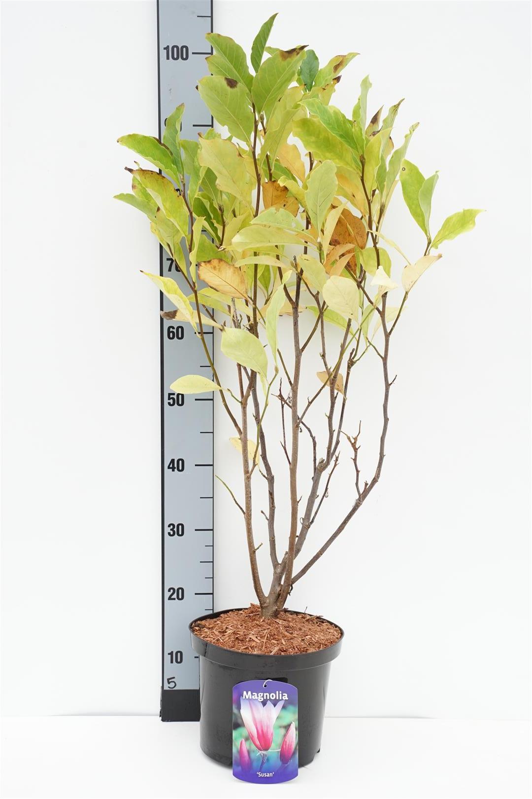Magnolia &