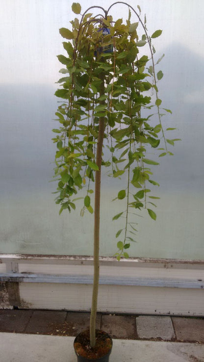 Salix caprea &