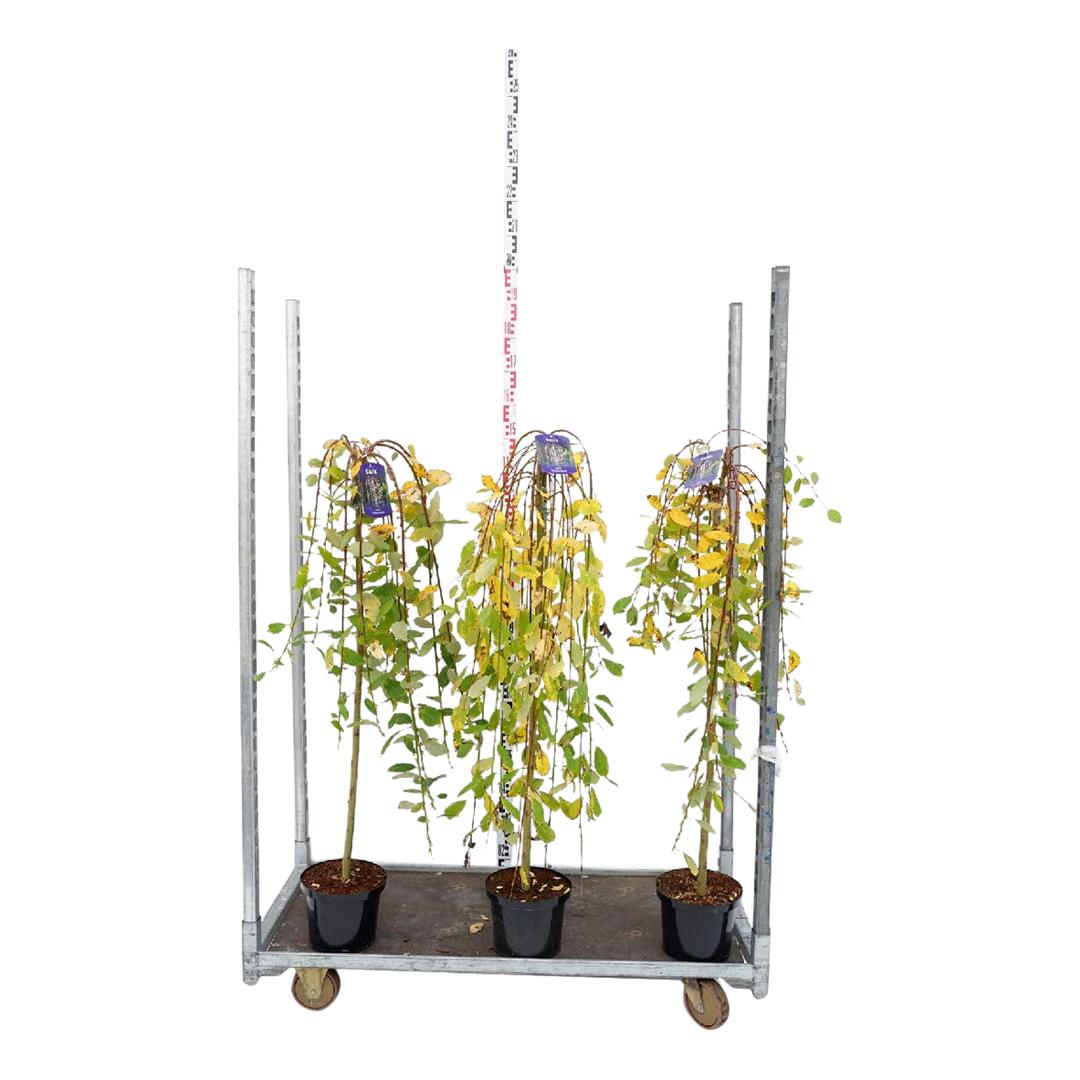 Vide in cultivars - 100 CM STEM C5/P23