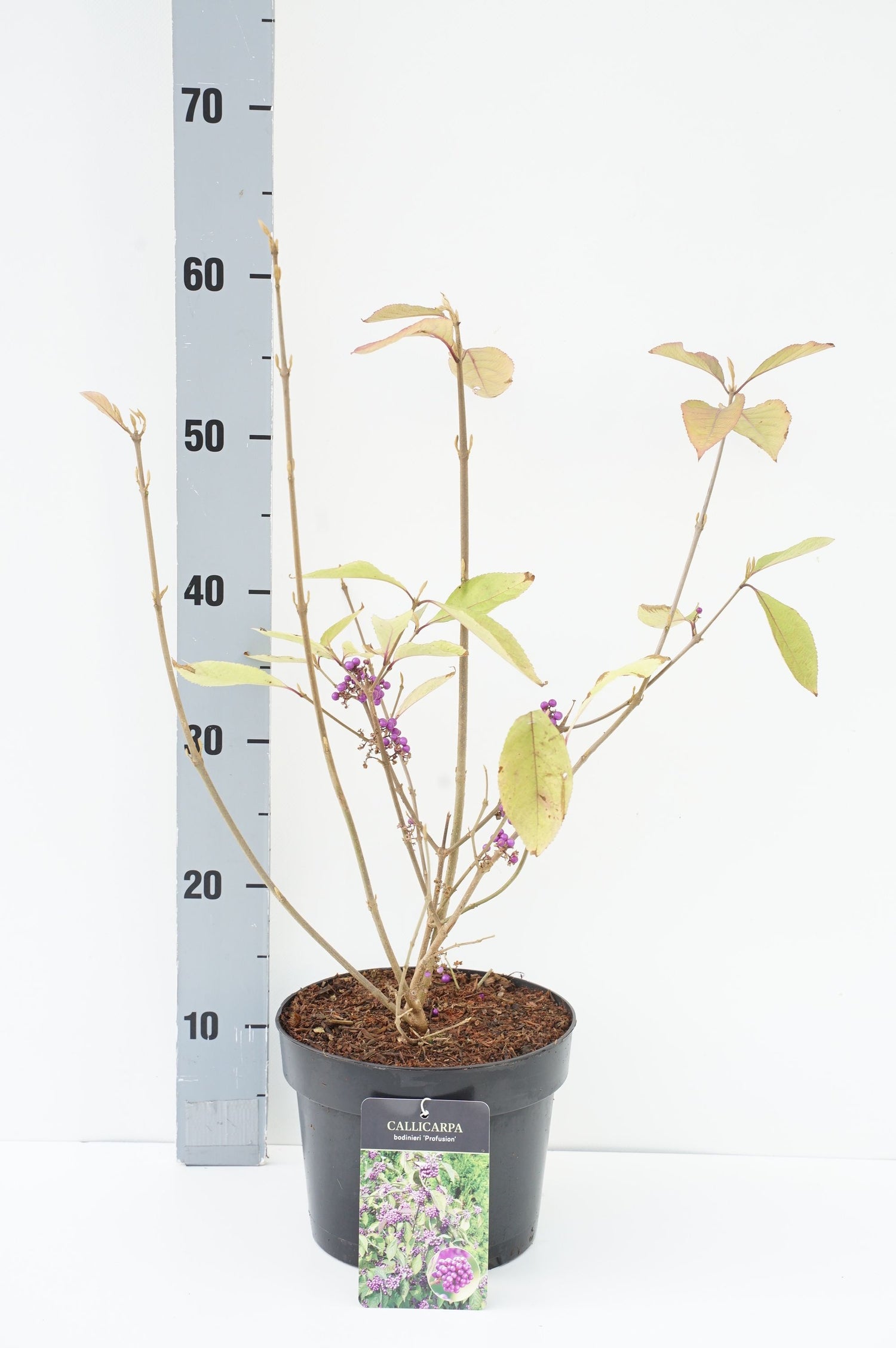 Vide in cultivars - 150 CM STEM C7,5/P26