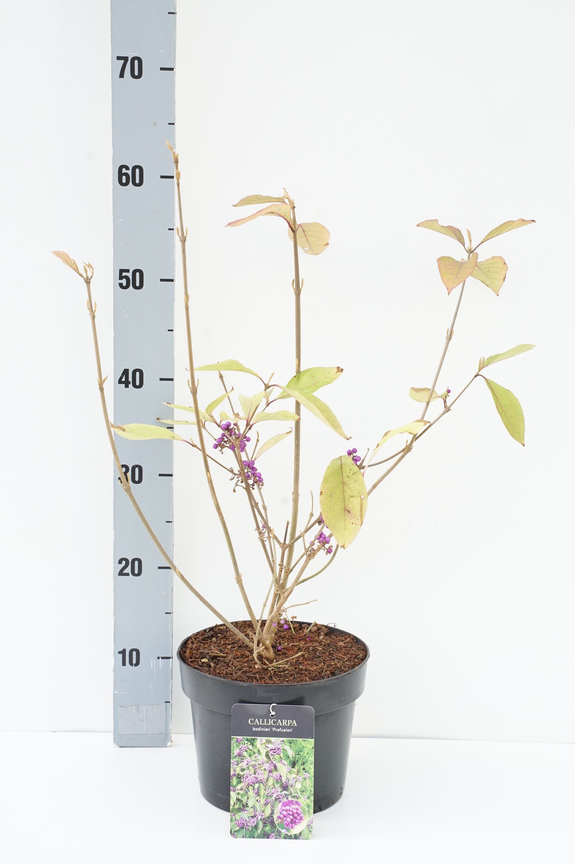 Vide in cultivars - 150 CM STEM C7,5/P26