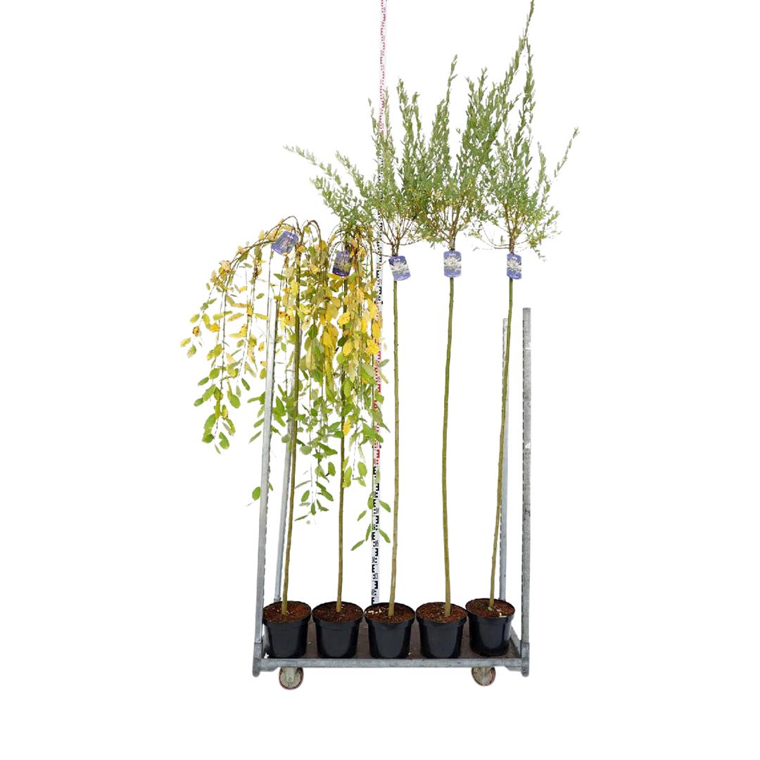 Vide in cultivars - 180 CM STEM C7,5/P26