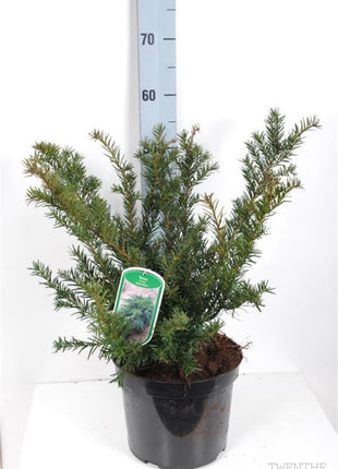 Taxus b. 'Repandens'