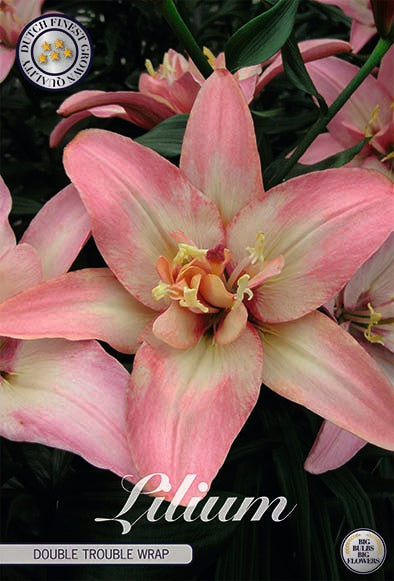 Asiatlilja-Lilium Double Trouble Wrap Asiatic – hel förpackningsbild med blomman, 2-pack. Från Svedberga Plantskola