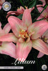 Asiatlilja-Lilium Double Trouble Wrap Asiatic – hel förpackningsbild med blomman, 2-pack. Från Svedberga Plantskola
