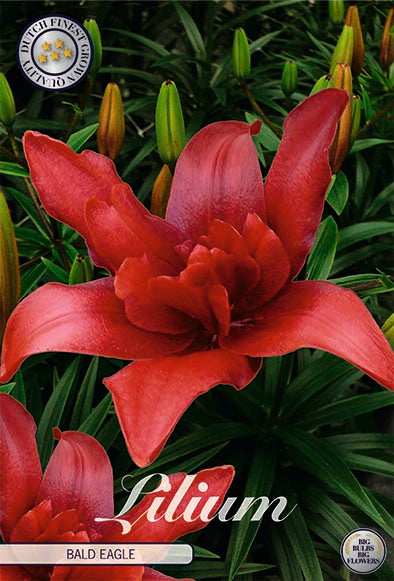 Asiatlilja-Lilium Bald Eagle – hel förpackningsbild med blomman, 2-pack. Från Svedberga Plantskola