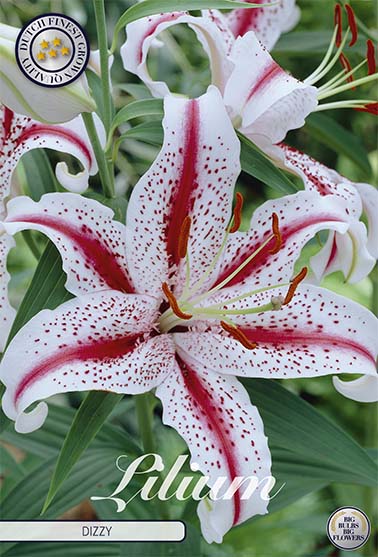 Orientalisk lilja-Lilium Oriental Big Smile – hel förpackningsbild med blomman, 2-pack. Från Svedberga Plantskola