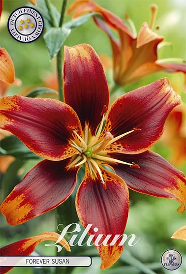 Asiatlilja-Lilium Forever Susan – hel förpackningsbild med blomman, 2-pack. Från Svedberga Plantskola