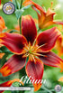 Asiatlilja-Lilium Forever Susan – hel förpackningsbild med blomman, 2-pack. Från Svedberga Plantskola