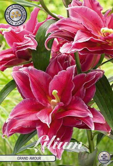 Lilja-Lilium Grand Amour – hel förpackningsbild med blomman, 2-pack. Från Svedberga Plantskola