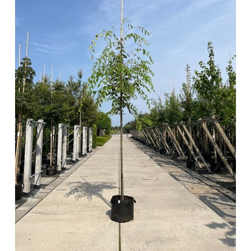 Japansk zelkova - Zelkova serrata GREEN VASE  - Stammens omkrets 12-14 cm, höjd 3-3,5 meter,  HS, CONT