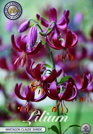 Lilium &