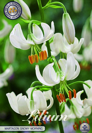 Lilium &