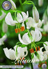 Lilium &