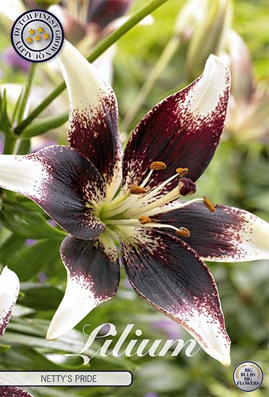 Asiatlilja-Lilium Netty&