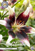 Asiatlilja-Lilium Netty&