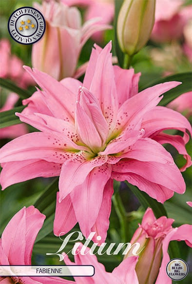 Orientalisk lilja-Lilium Oriental Fabienne – hel förpackningsbild med blomman, 2-pack. Från Svedberga Plantskola