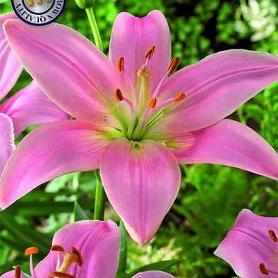 Asiatlilja-Lilium Pink County 2-pack NYHET