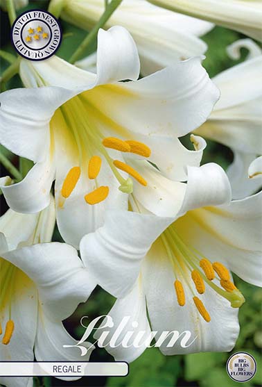 Trumpetlilja-Lilium Regale – hel förpackningsbild med blomman, 2-pack. Från Svedberga Plantskola