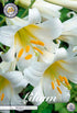 Trumpetlilja-Lilium Regale – hel förpackningsbild med blomman, 2-pack. Från Svedberga Plantskola