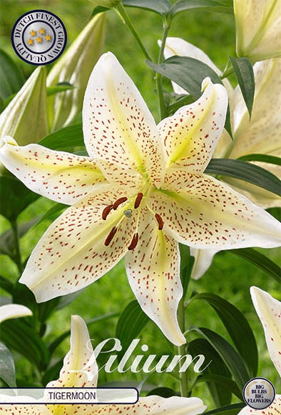 Lilja-Lilium Tigermoon – hel förpackningsbild med blomman, 2-pack. Från Svedberga Plantskola