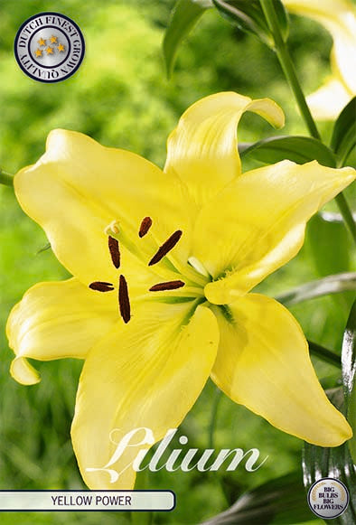 Asiatlilja-Lilium Yellow Power – hel förpackningsbild med blomman, 2-pack. Från Svedberga Plantskola