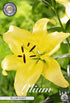 Asiatlilja-Lilium Yellow Power – hel förpackningsbild med blomman, 2-pack. Från Svedberga Plantskola