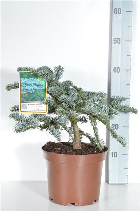 Abies procera 'Glauca'