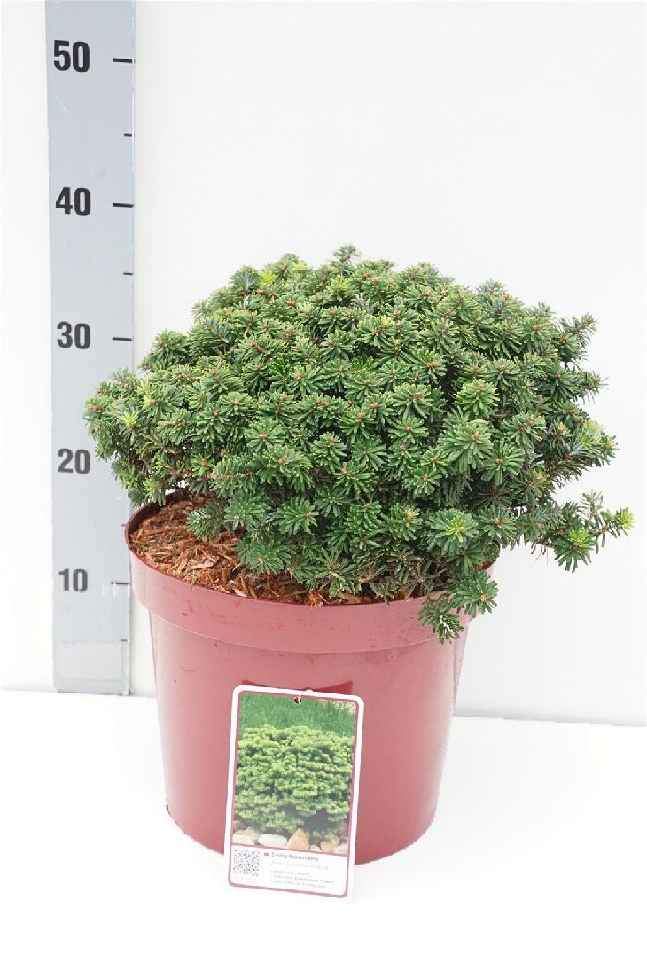 Silvergran koreana &