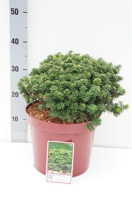 Abies koreana 'Brillant'