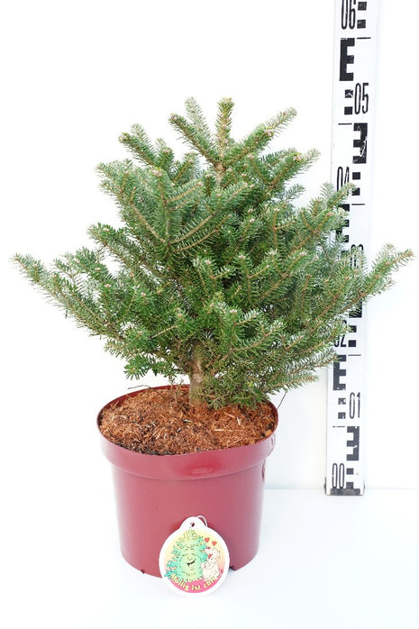 Abies koreana 'Molli'