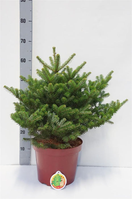 Abies koreana 'Molli'