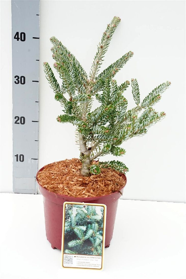 Silvergran koreana &