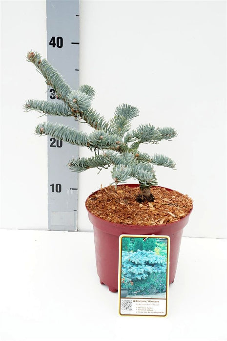 Abies procera 'Wiesmoor Nixe'