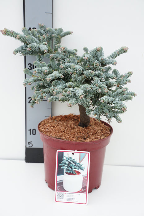 Abies procera 'Wiesmoor Nixe'