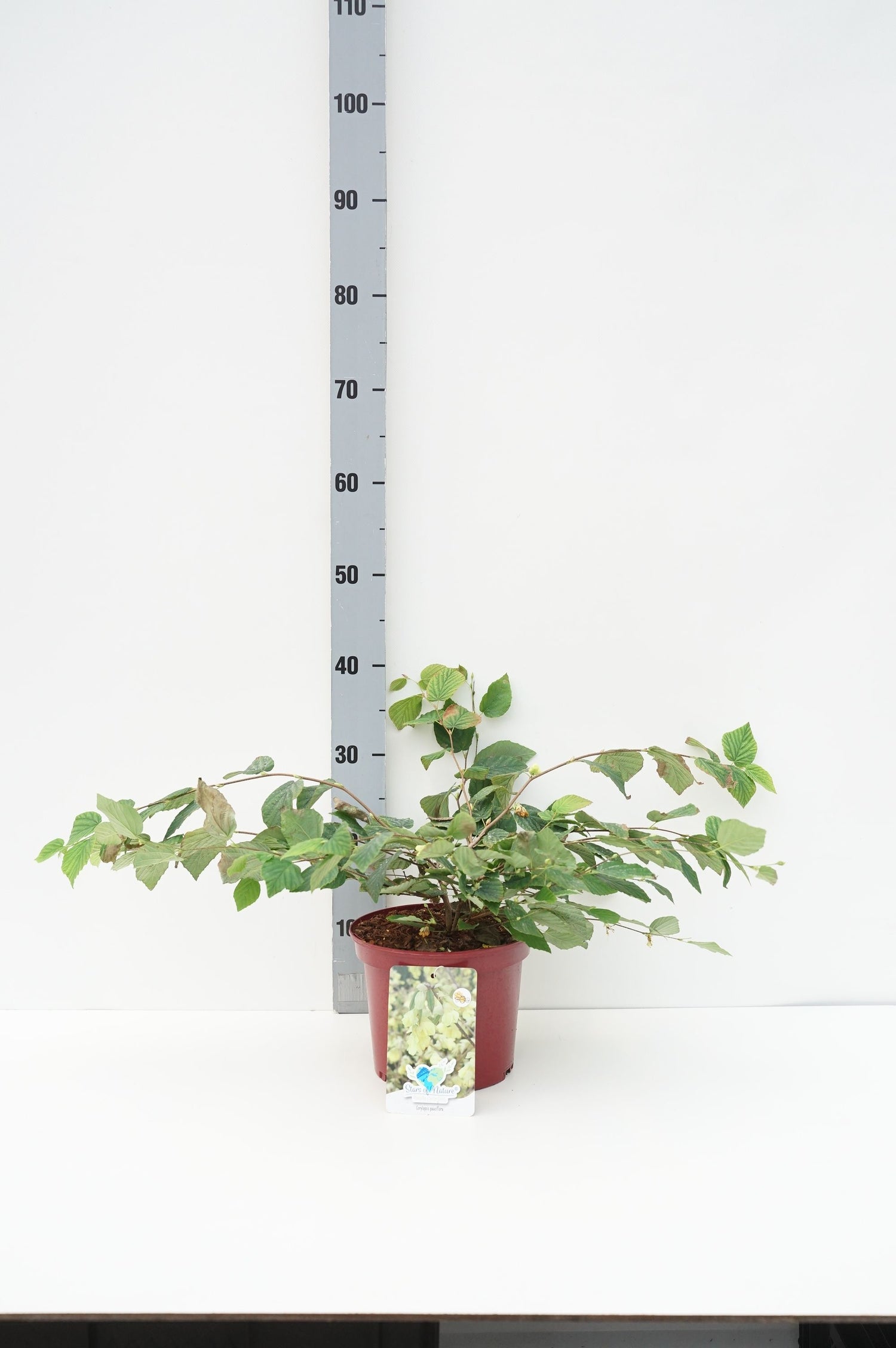 Vårhassel pauciflora - C3/P19 25-30 CM