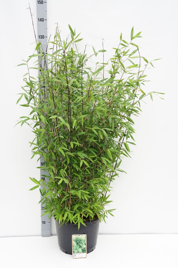 Fargesia nitida &