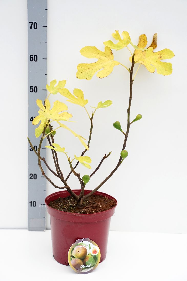Ficus carica &