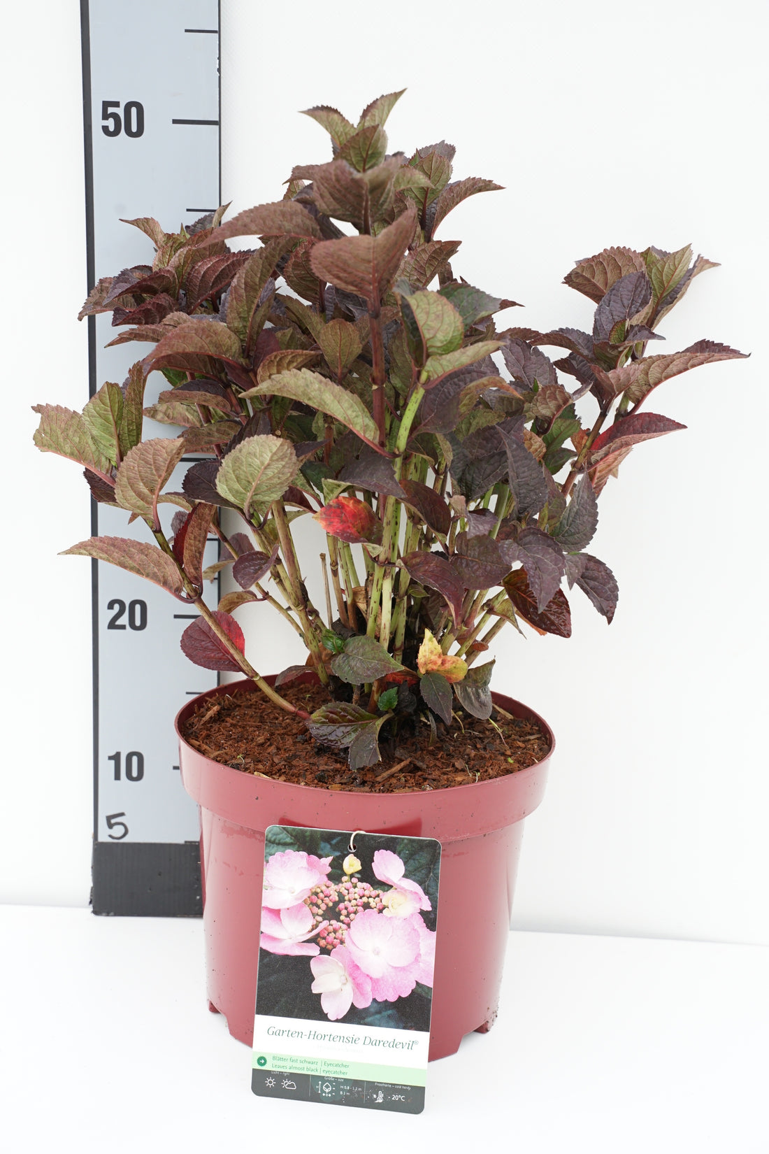 Hortensia serr. &
