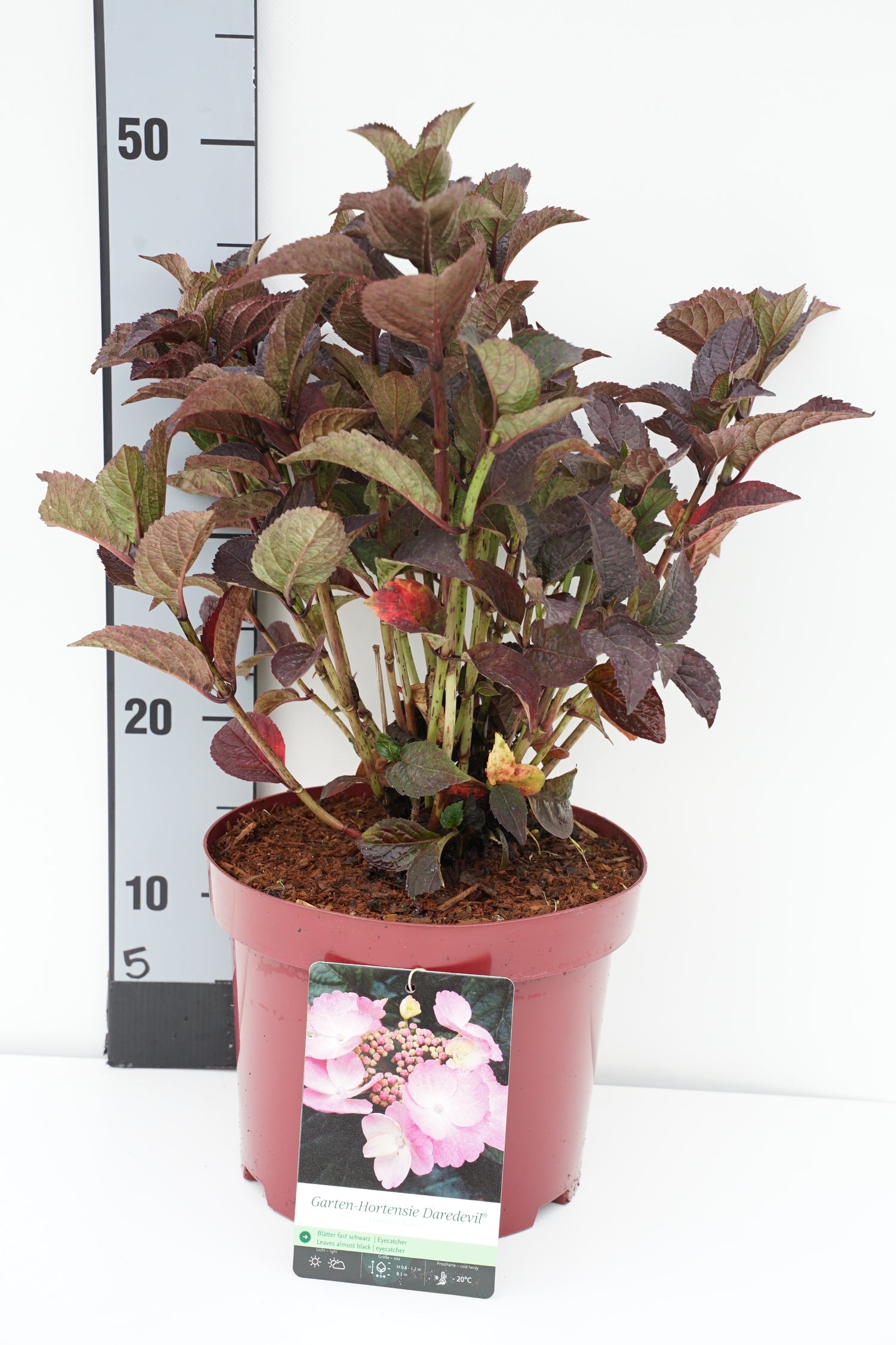 Hortensia serr. &