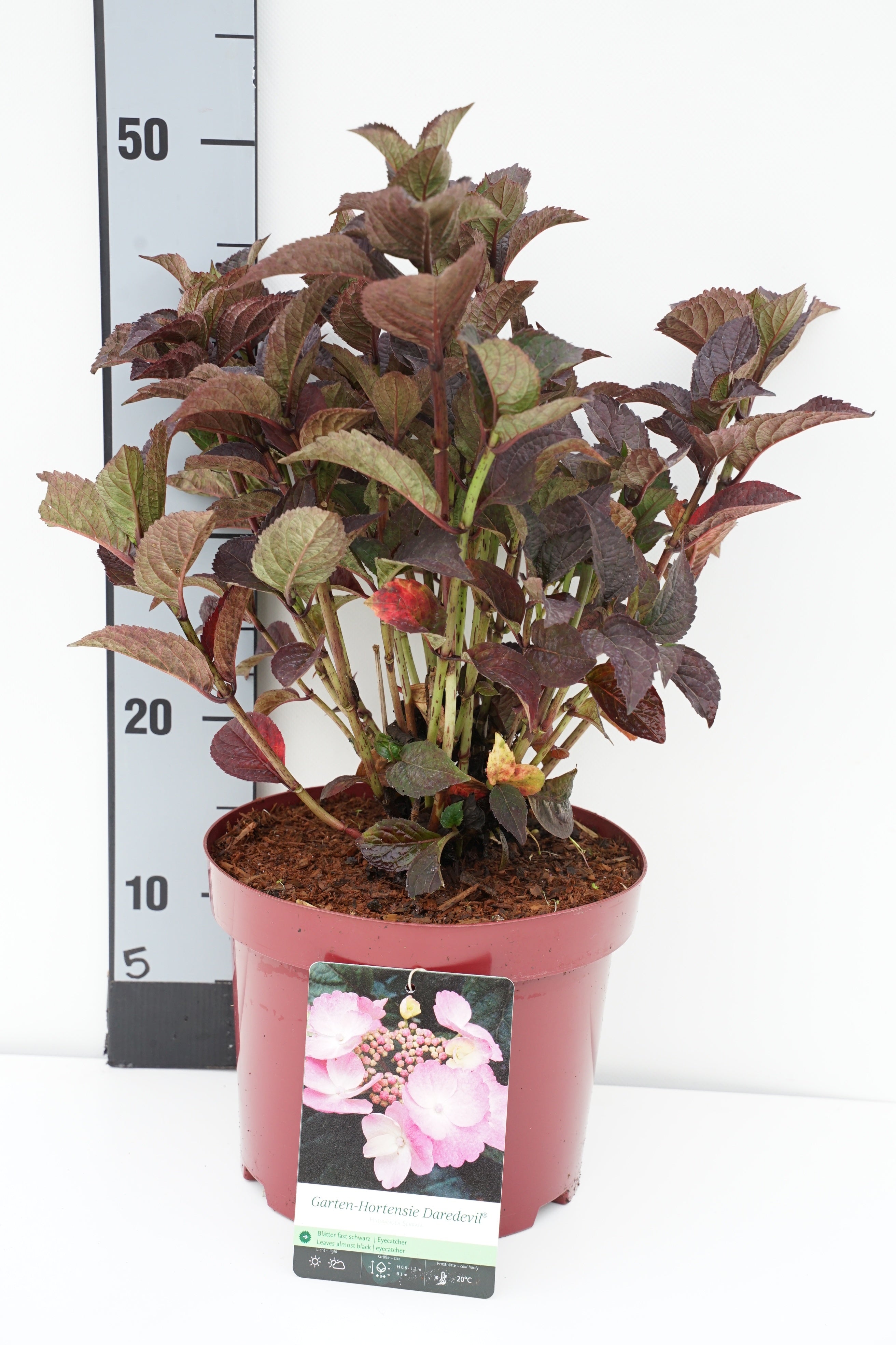 Hortensia serr. &