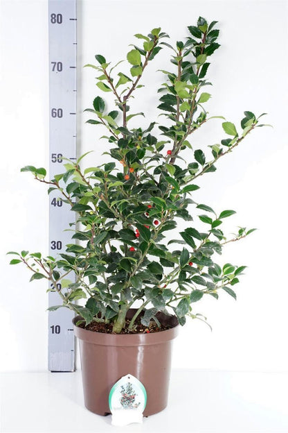 Ilex mes. &