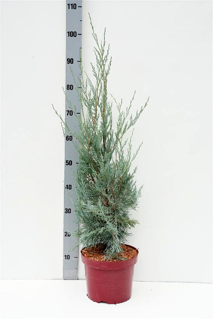 Juniperus scop. &
