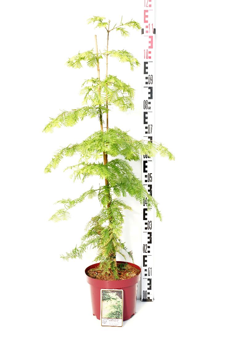 Metasequoia glypt. &