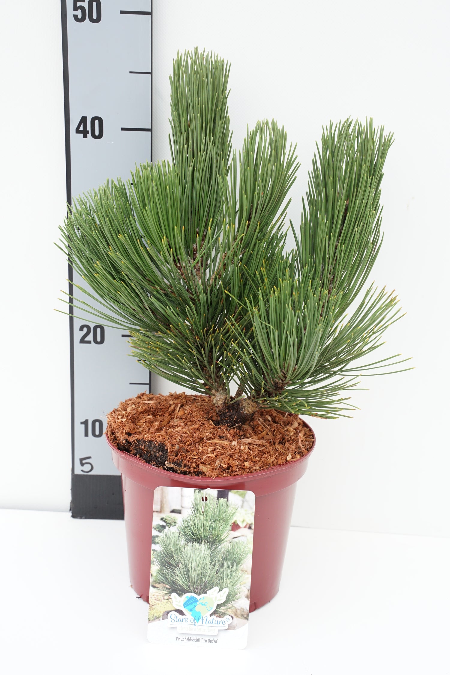 Tall heldreichii &