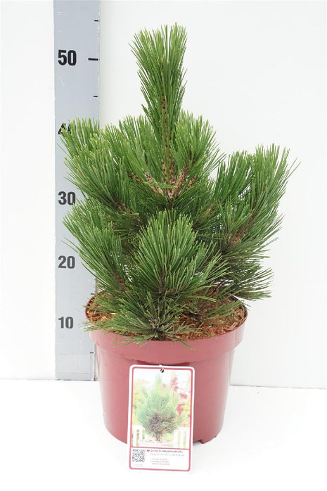 Pinus leuc. 'Little Dracula'