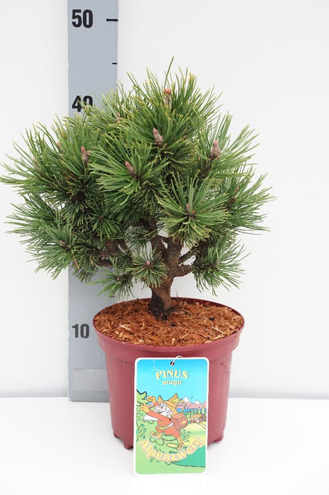 Pinus mugo 'Alpenzwerg'